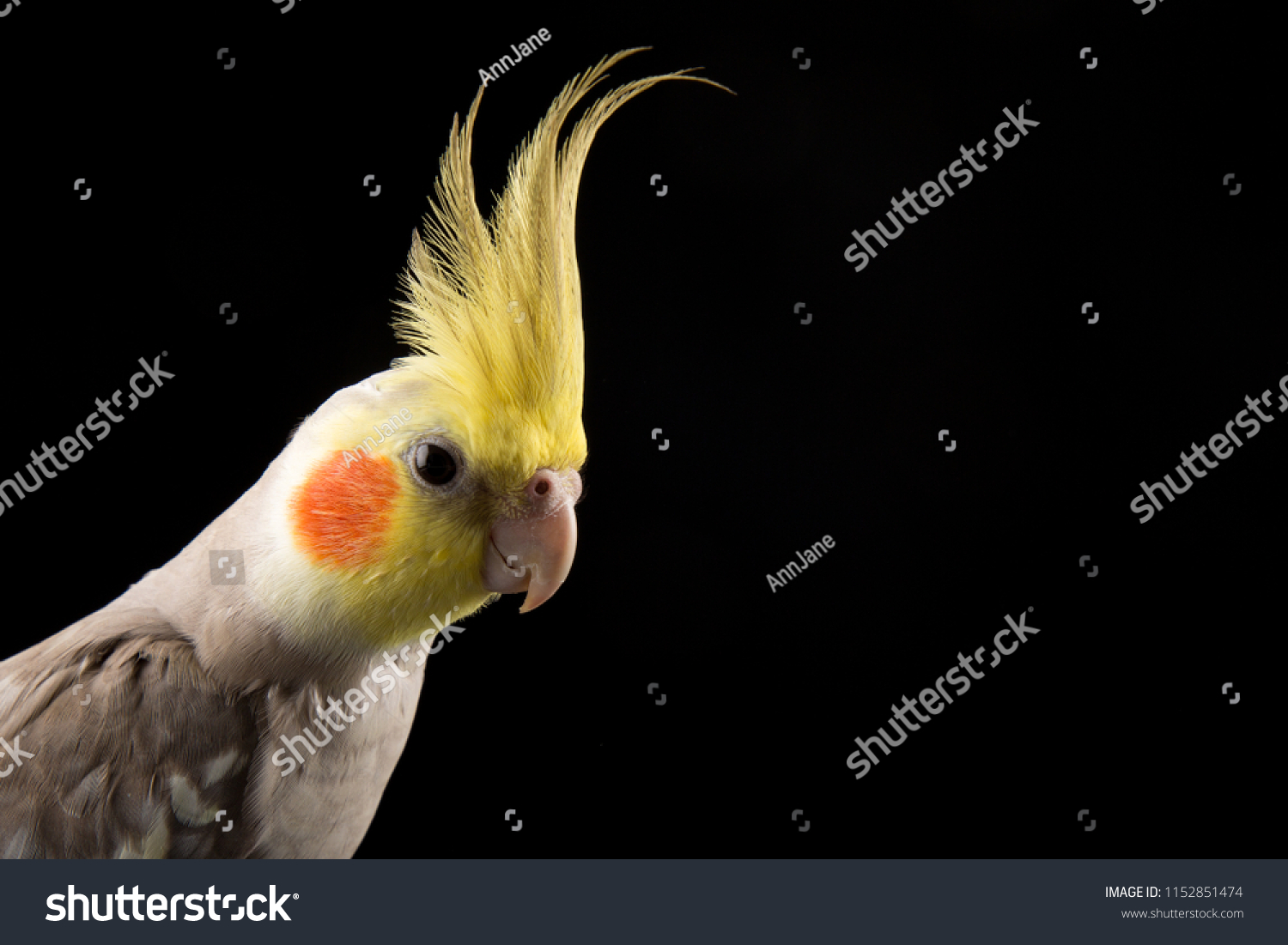 Cockatiel Crest Curious Happy Parrot Portrait Stock Photo 1152851474 ...