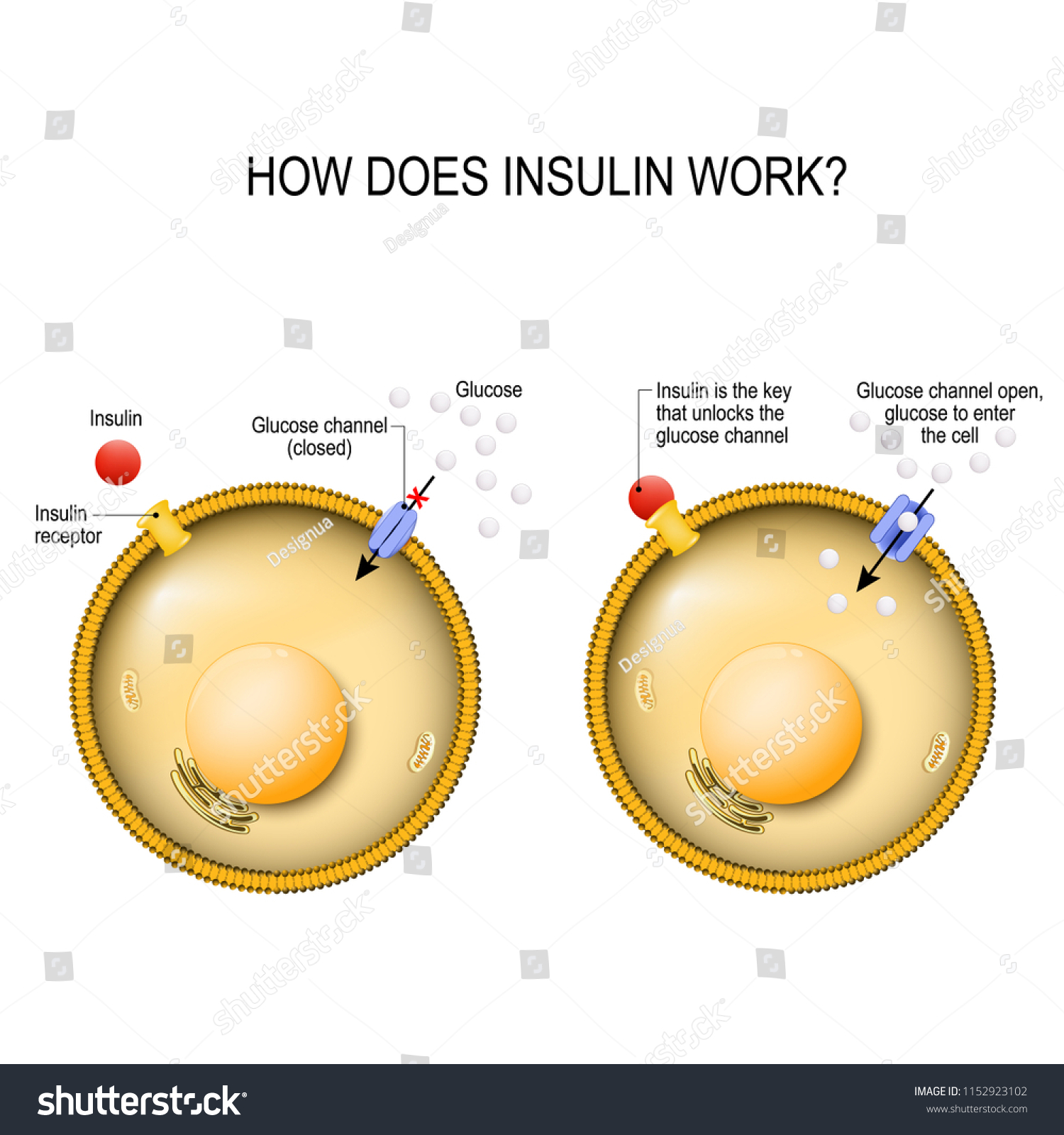 Insulin Regulates Metabolism Key That Unlocks Stock Vector Royalty   Stock Vector Insulin Regulates The Metabolism And Is The Key That Unlocks The Cell S Glucose Channel How Does 1152923102 