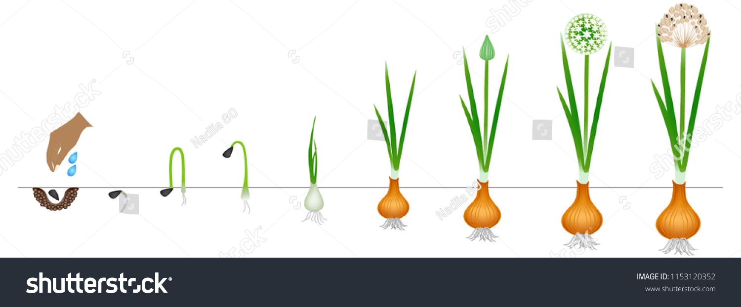 Cycle Growth Plant Onion Isolated On Stock Vector (Royalty Free ...