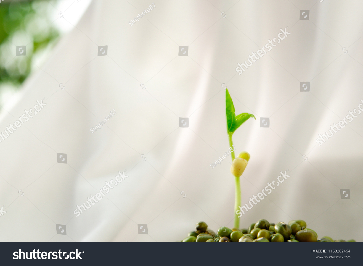 Young Mung Bean Plant Growth Green Stock Photo 1153262464 | Shutterstock