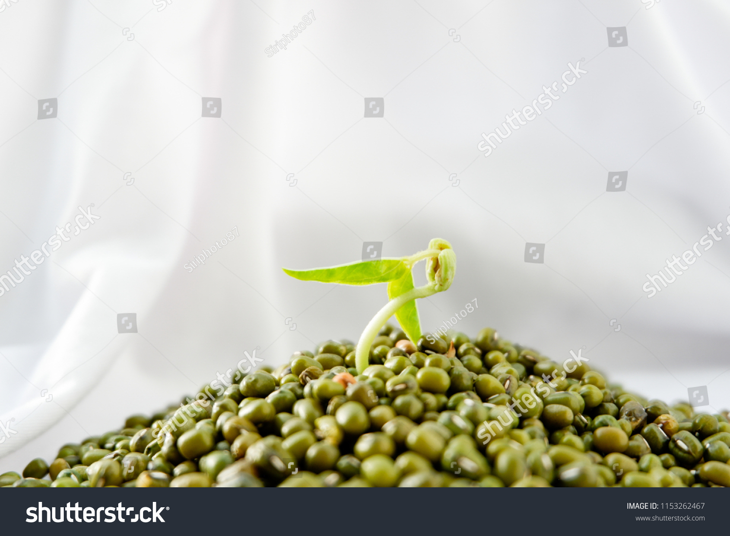 Young Mung Bean Plant Growth Green Stock Photo 1153262467 | Shutterstock