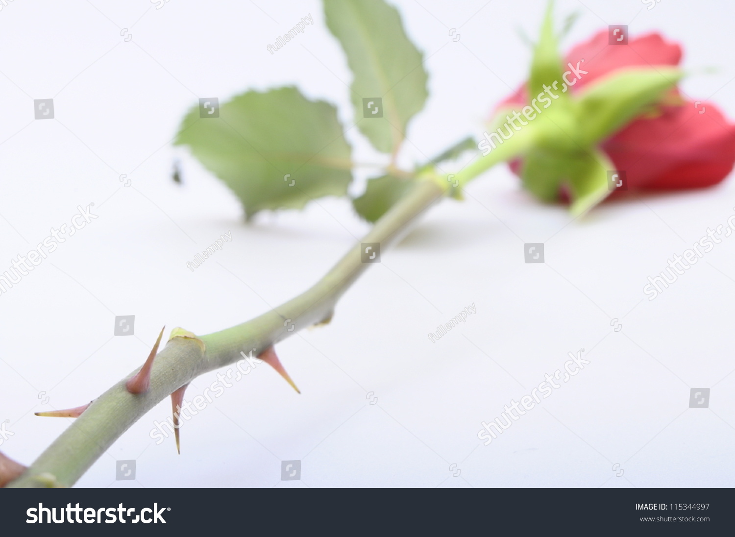 Роза с шипами
