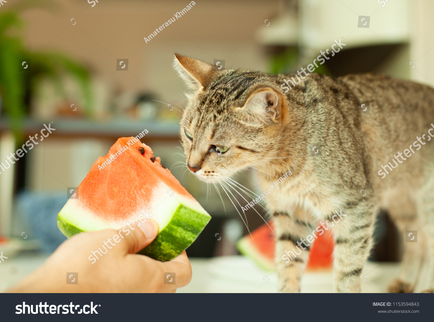 Котик с арбузом