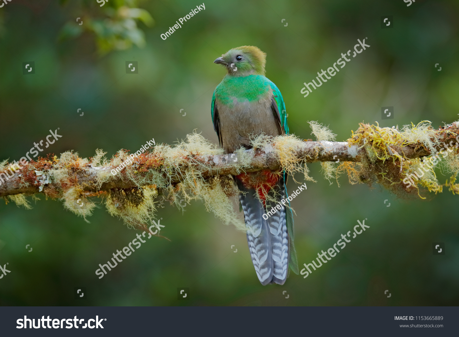 female quetzal bird