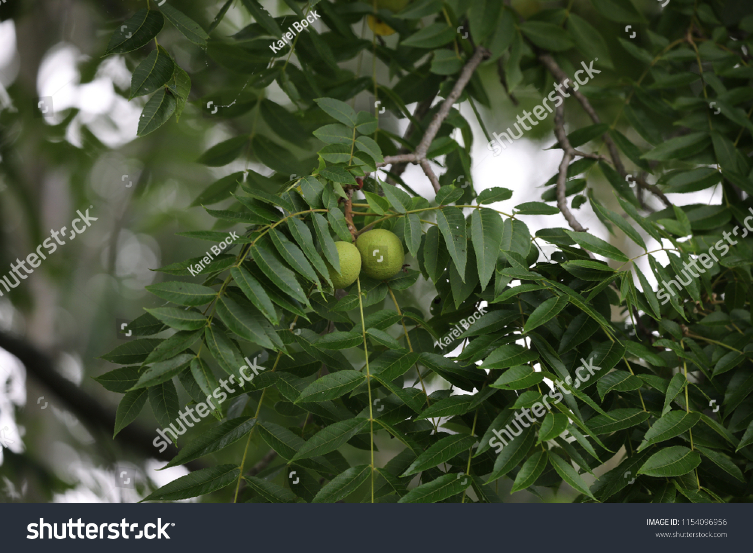 Tree Nuts Black Walnut Juglans Nigra Stock Photo 1154096956 | Shutterstock