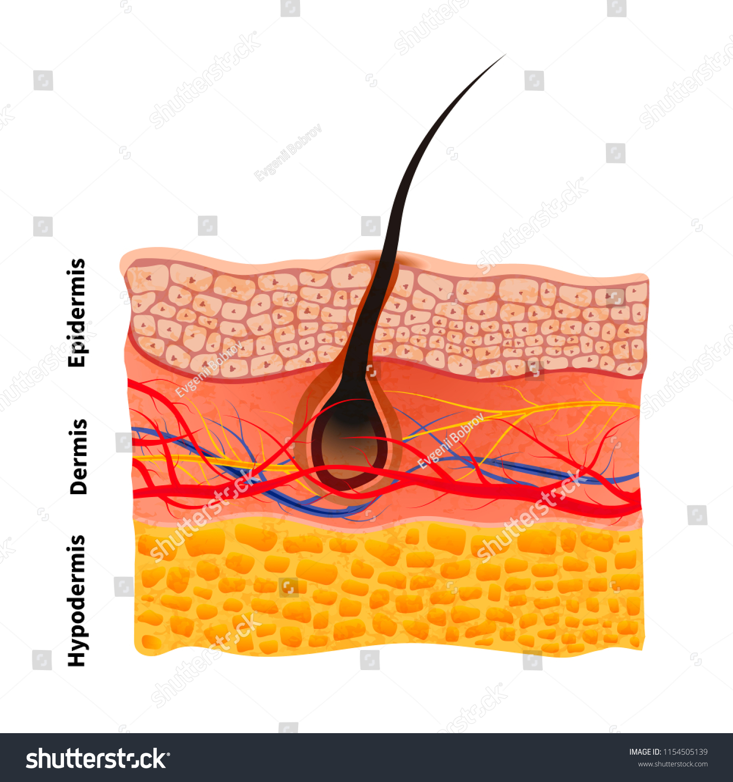 Detailed Human Skin Structure Hair Medical Stock Vector (Royalty Free ...