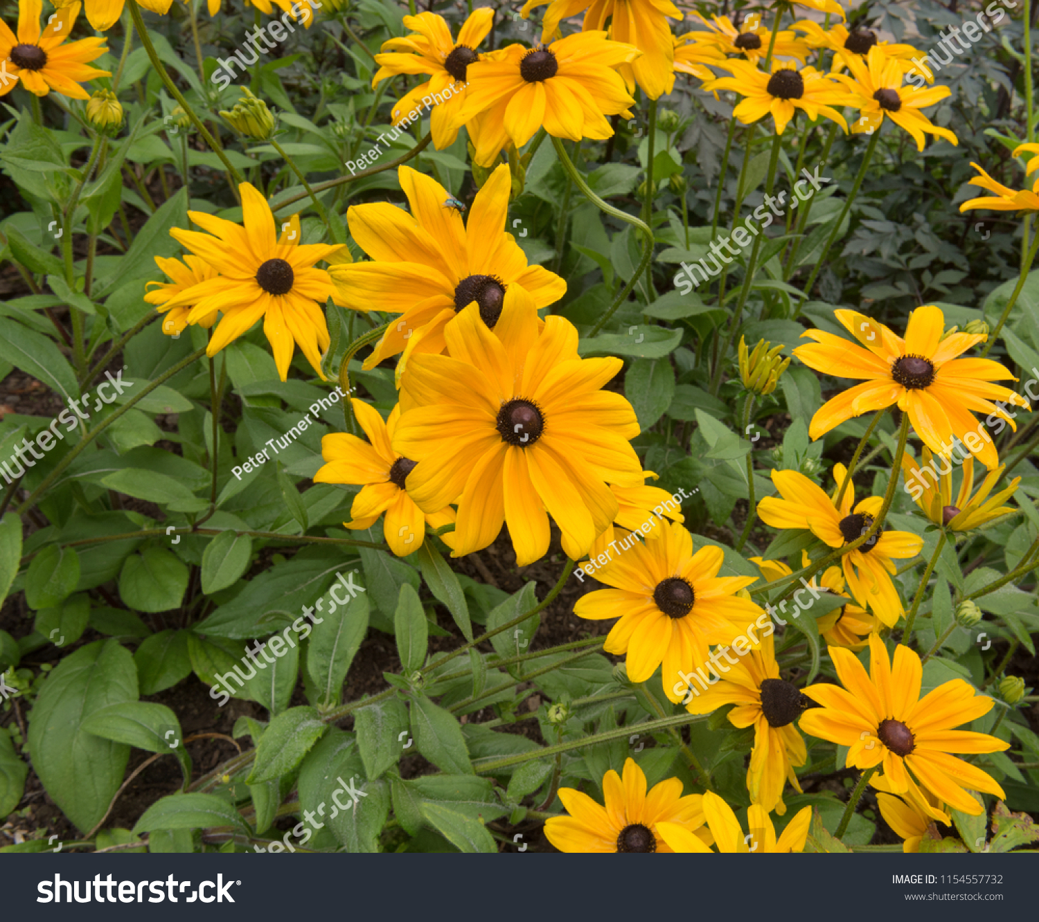 rudbeckia hirta indian summer