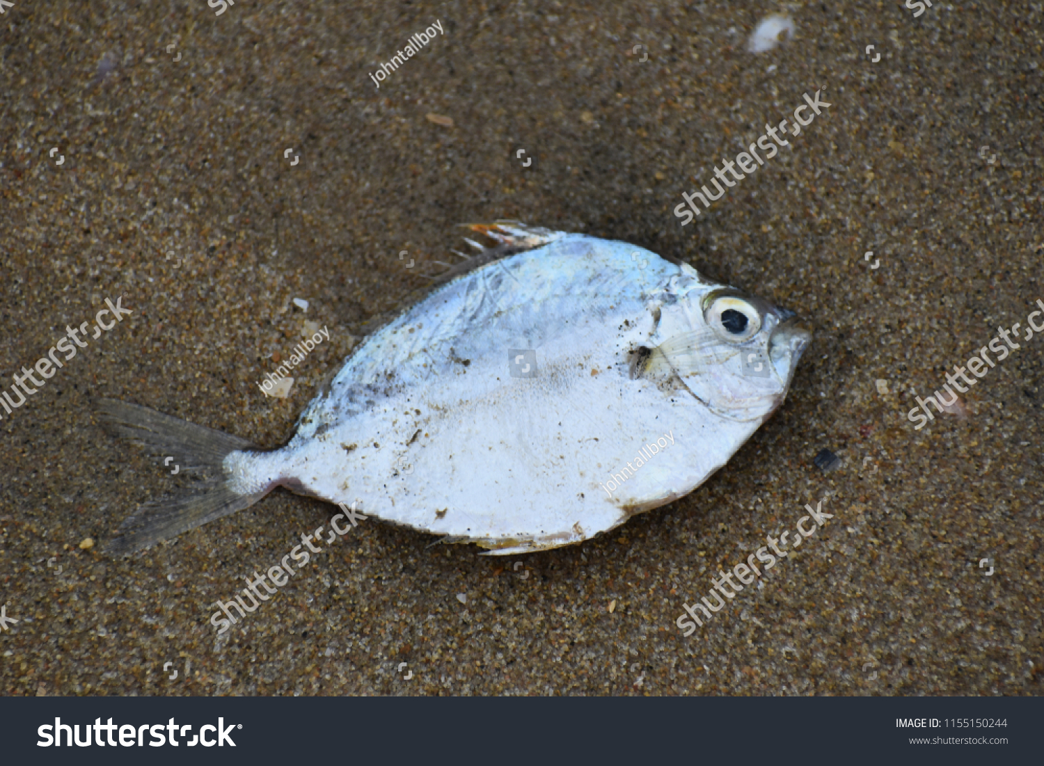 Death Sea Creatures Found On Shores Stock Photo 1155150244 | Shutterstock