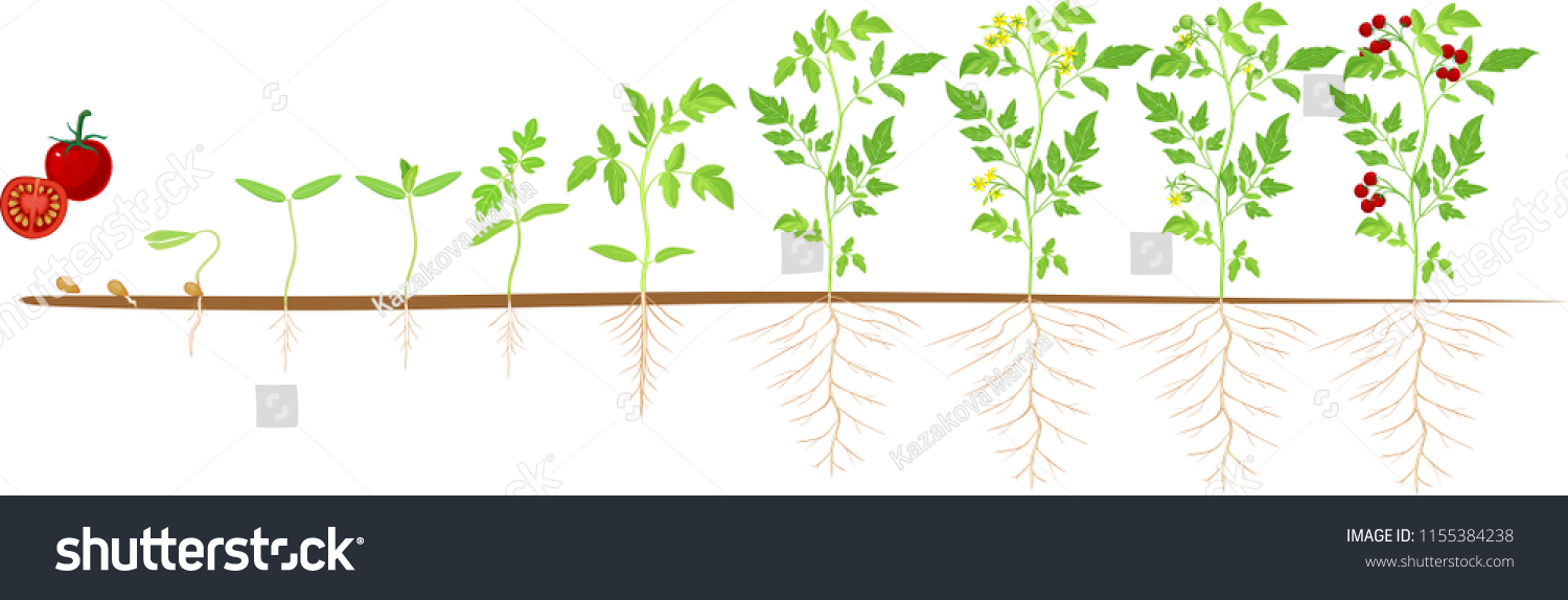 На рисунке изображен томат в разный период. Цикл развития томата. Этапы роста помидор. Томат этапы роста. Фазы роста растений томата.