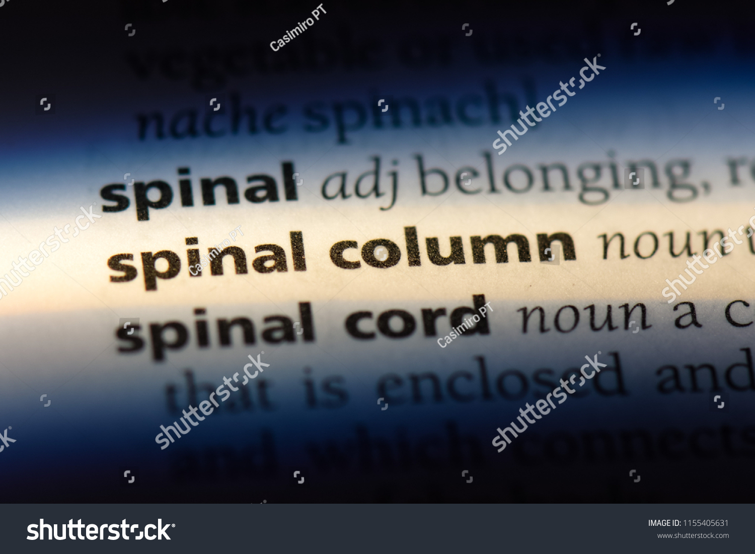 spinal-column-word-dictionary-spinal-column-stock-photo-1155405631