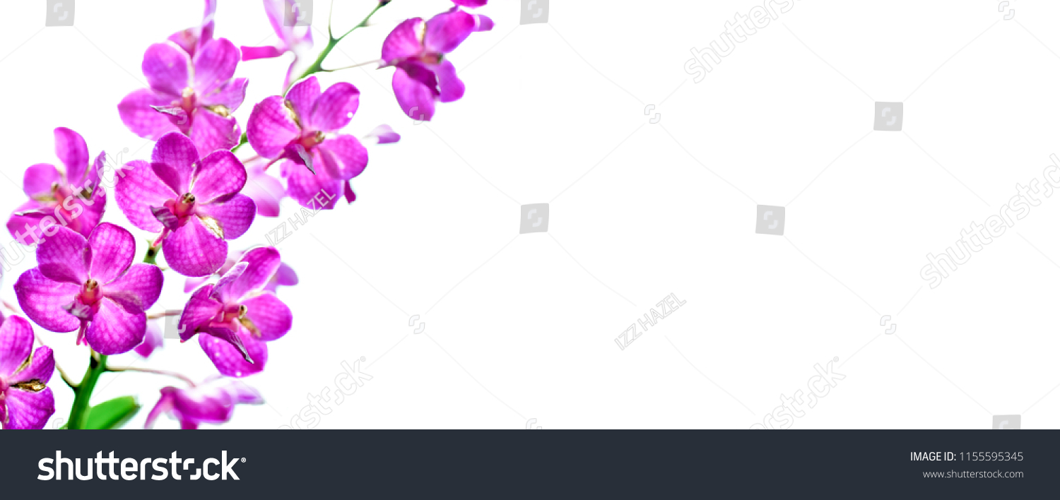 Pink Phalaenopsis Moth Dendrobium Orchid Flower Foto De Stock