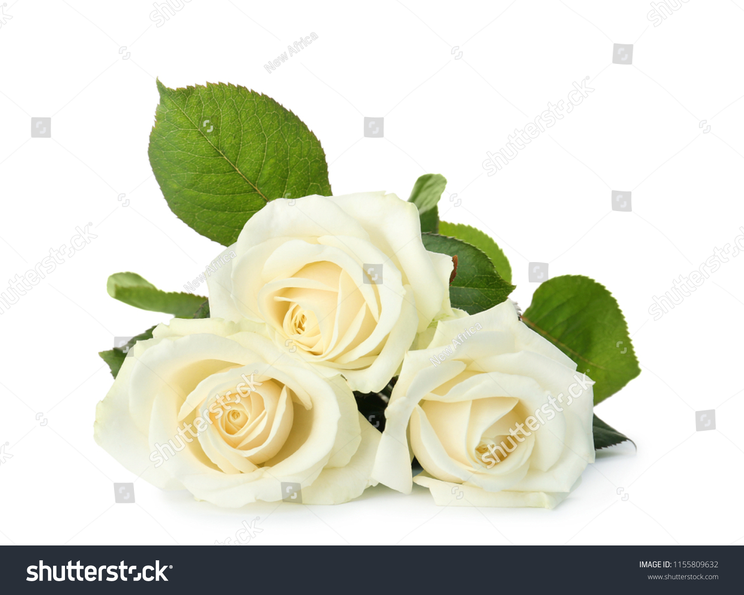 Beautiful Fresh Roses On White Background Stock Photo 1155809632 ...