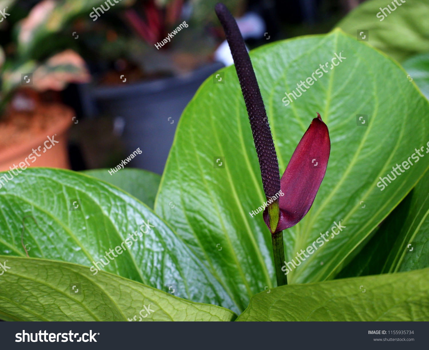 TÌNH YÊU CÂY CỎ ĐV.3 - Page 38 Stock-photo-closeup-of-anthurium-jenmanii-purple-flower-with-green-leaf-background-1155935734