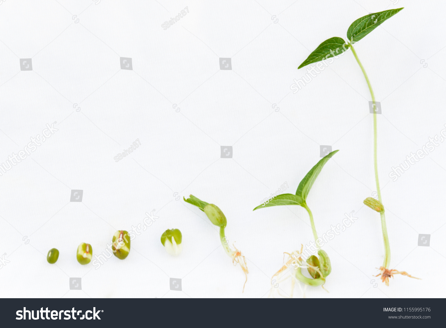 Life Cycle Mung Bean On White Foto Stock 1155995176 Shutterstock