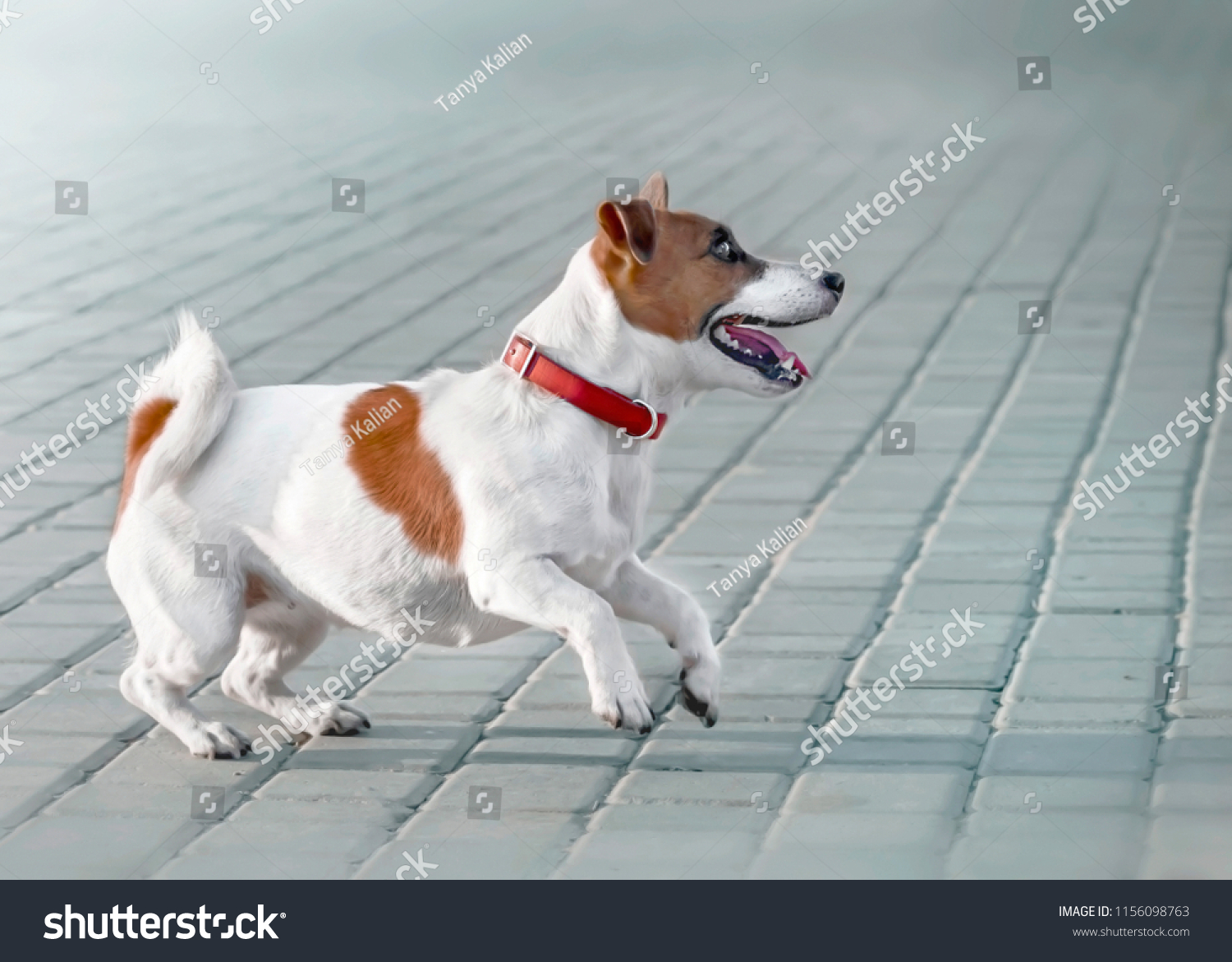 does the jack russell terrier bark