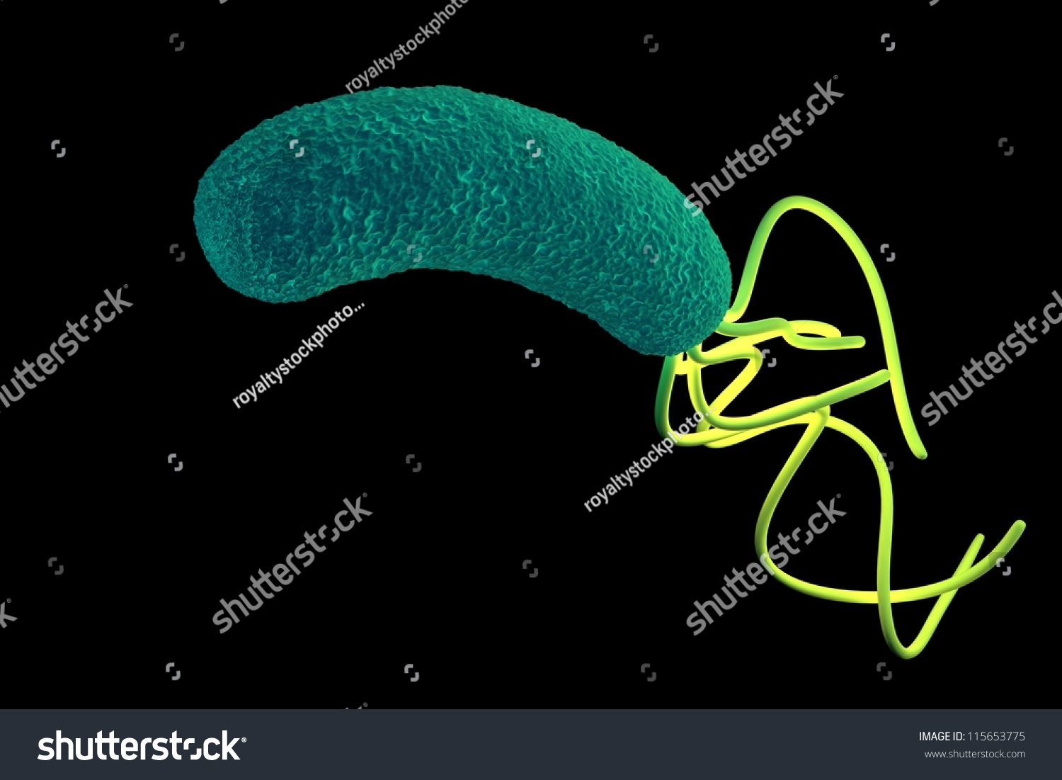 Helicobacter Pylori Bacterium Stock Illustration 115653775 Shutterstock