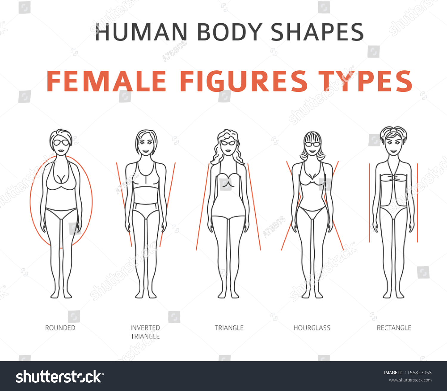 Human Body Shapes Female Figures Types Stock Vector Royalty Free Shutterstock