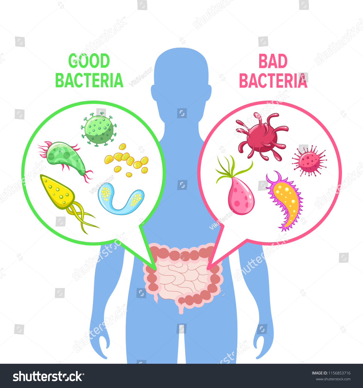 Human Intestinal Flora Vector Illustration Intestinal Stock Vector ...