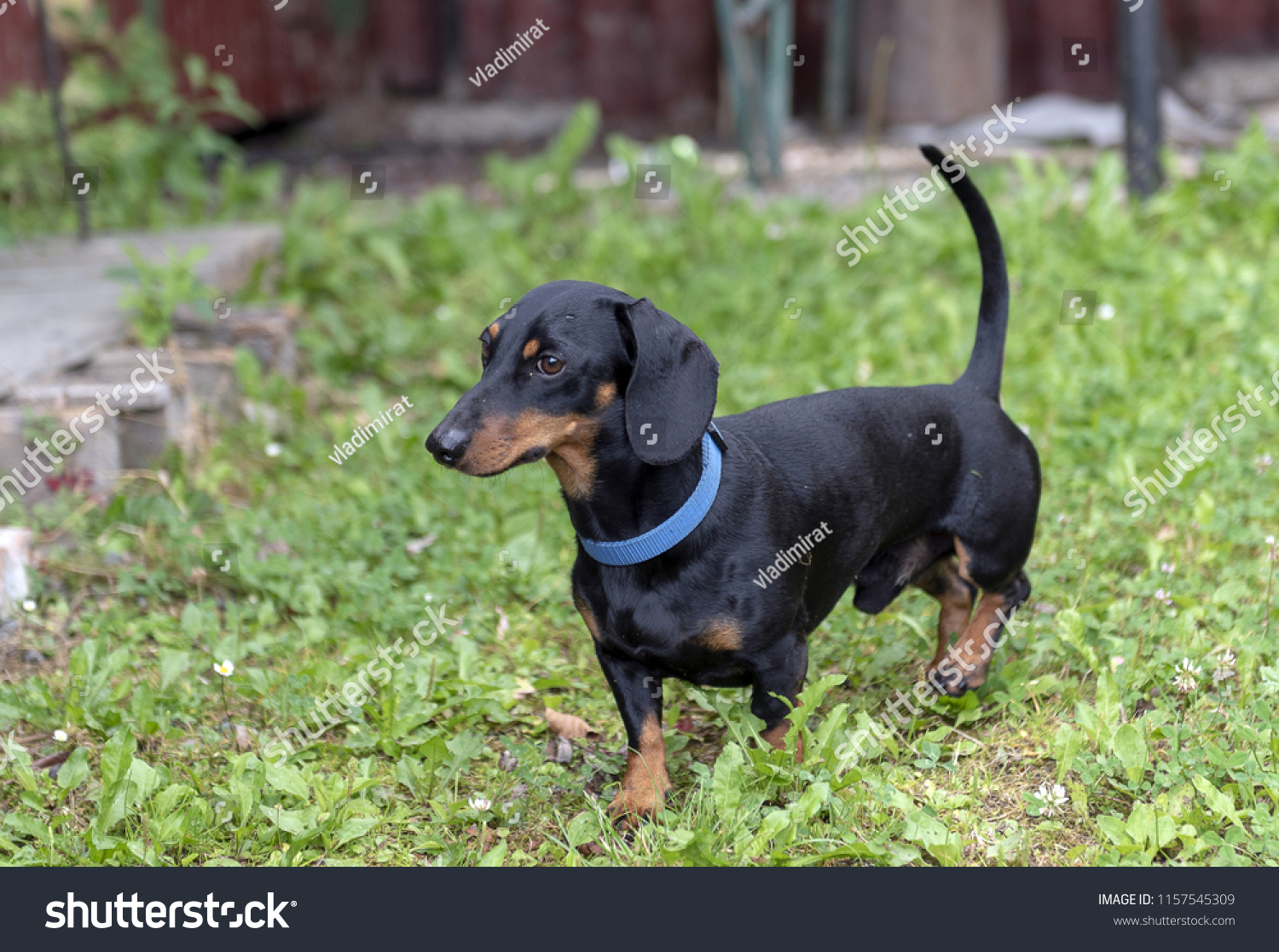 all black dachshund dogs