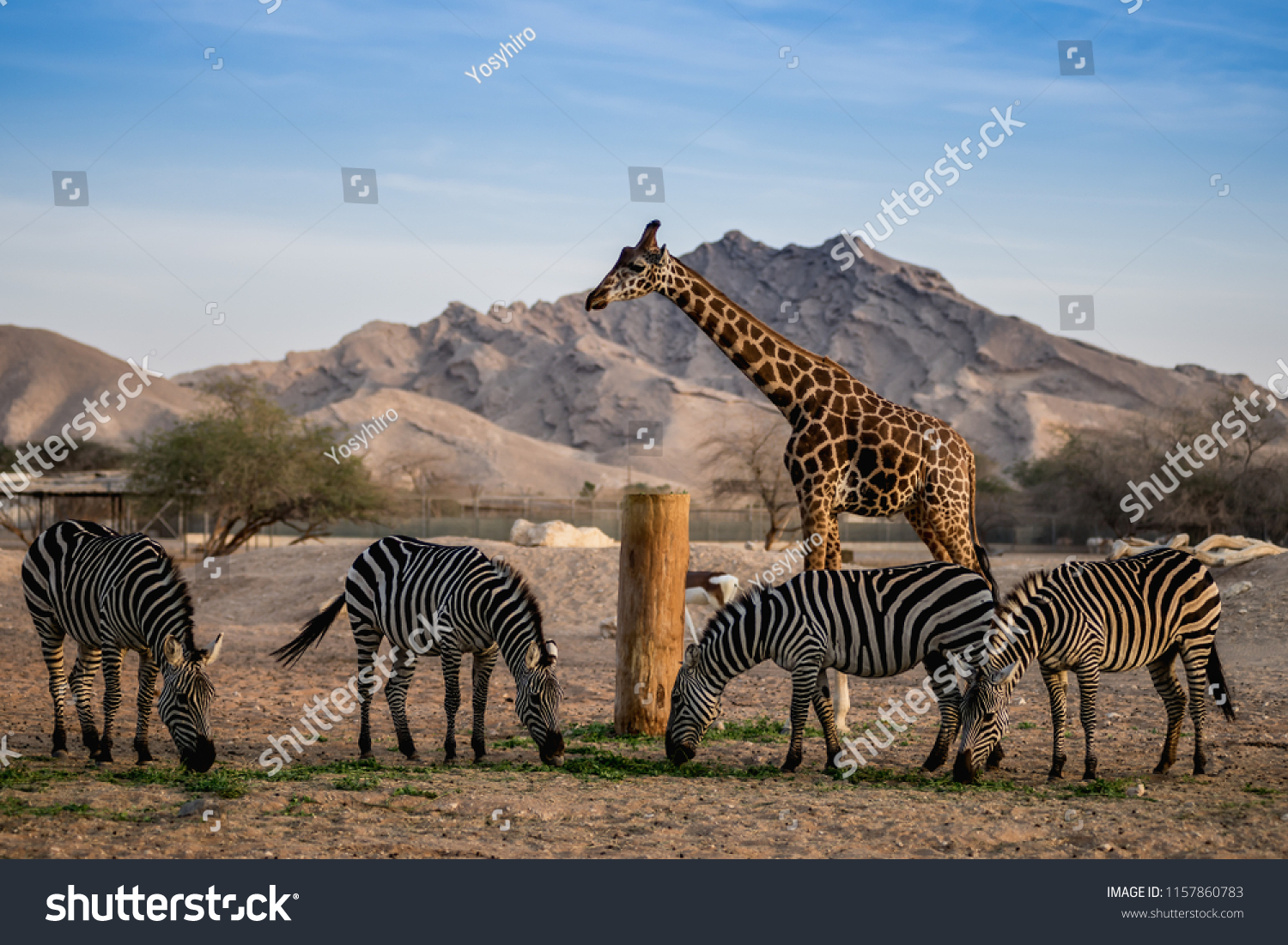 Al ain zoo