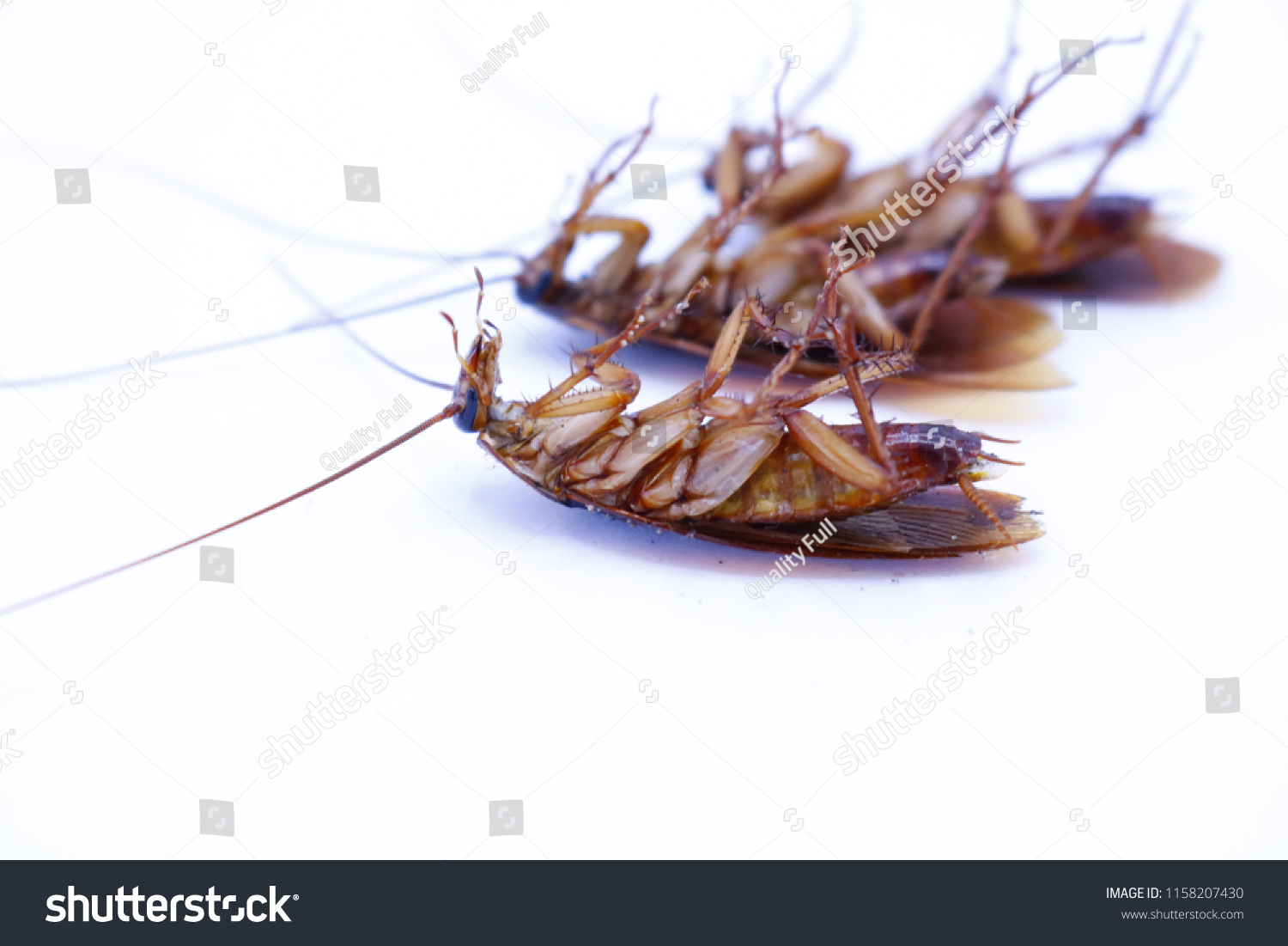 Cockroaches Most Endangered Insects Stock Photo 1158207430 | Shutterstock