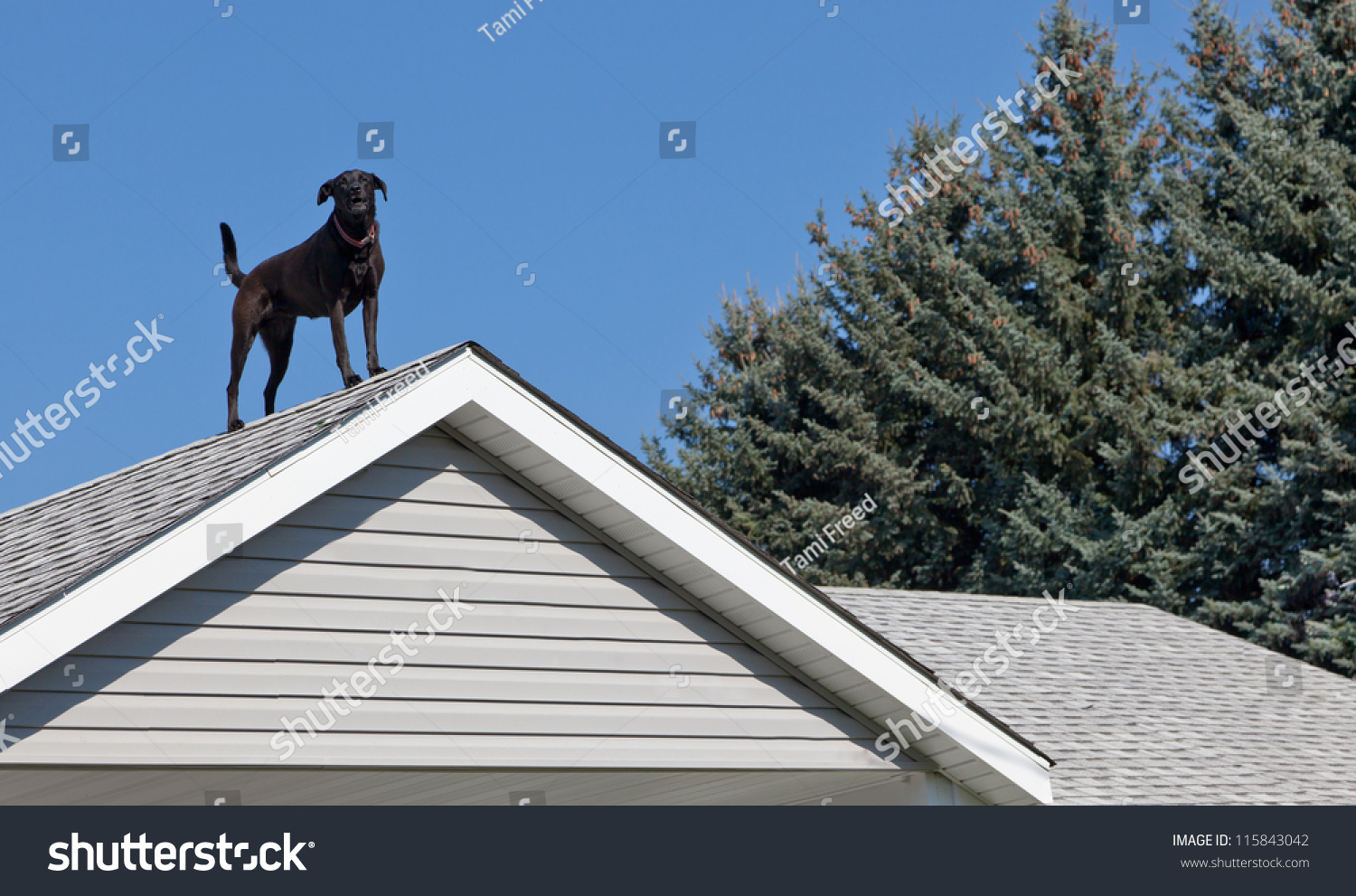 11,938 Dog on roof Images, Stock Photos & Vectors | Shutterstock