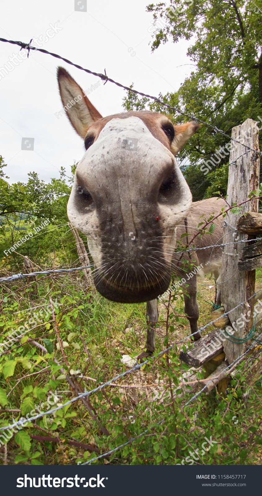 deformed donkey