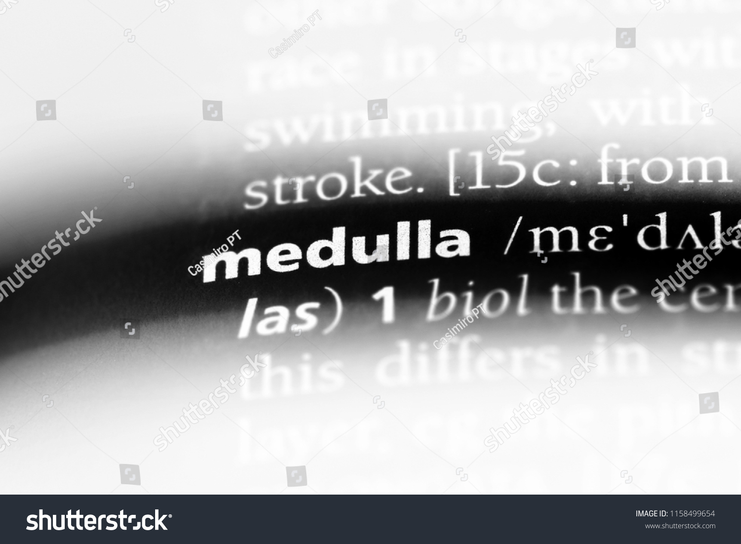 medulla-word-dictionary-medulla-concept-stock-photo-1158499654