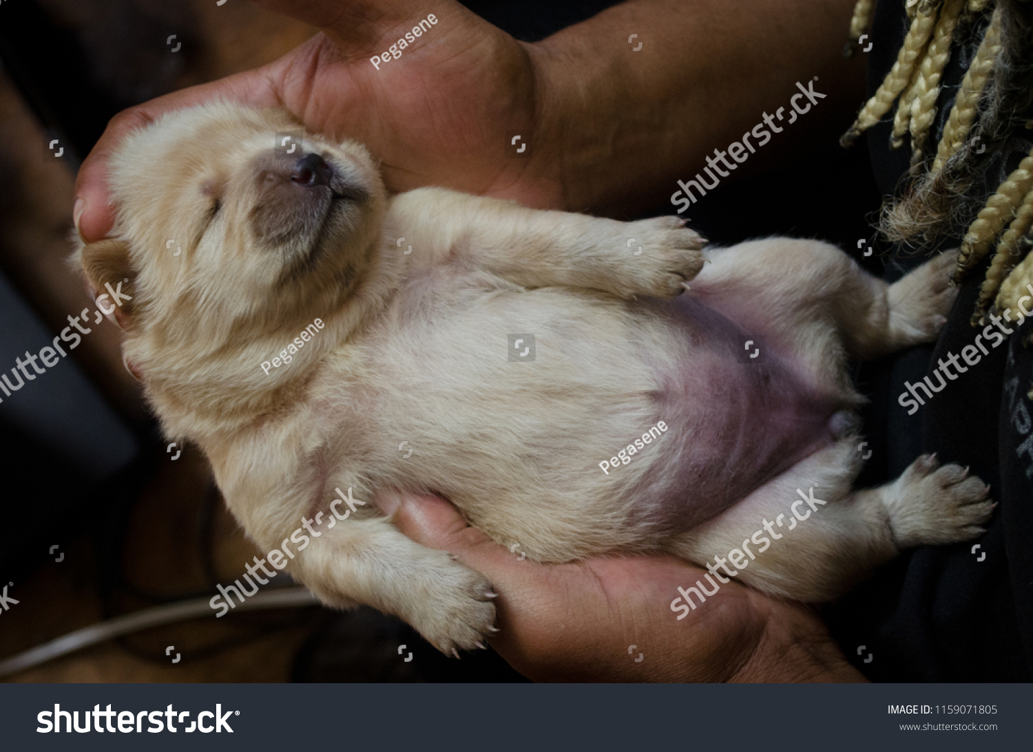 149 Belly newborn puppy Images, Stock Photos & Vectors | Shutterstock