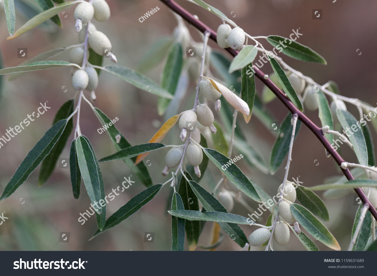 Fruits Russian Olive Tree Elaeagnus Angustifolia Stock Photo 1159631689 ...