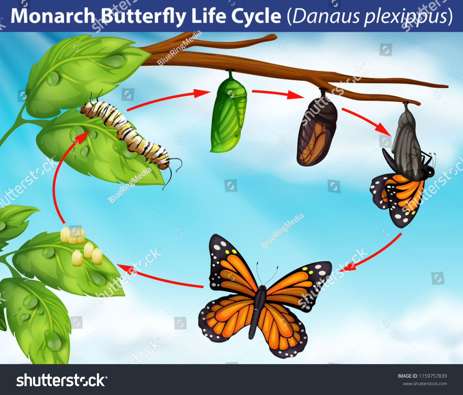 Monarch Butterfly Life Cycle Illustration Stock Vector (Royalty Free ...