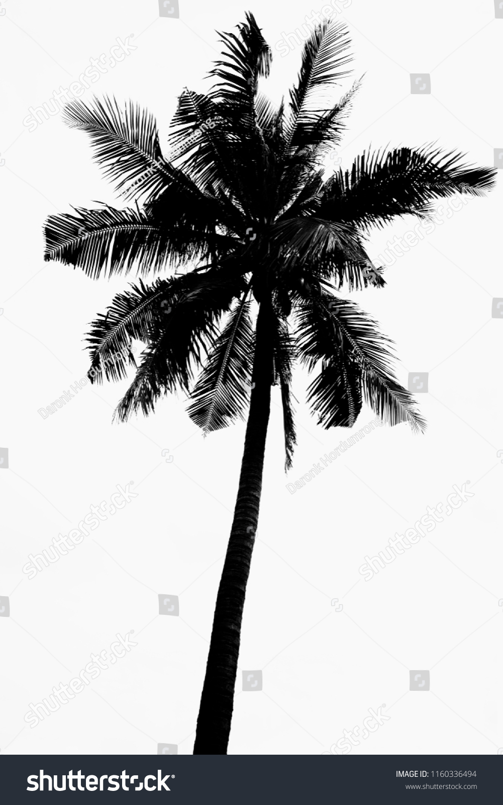 Coconut Tree Silhouette Black On White Stock Photo 1160336494 ...