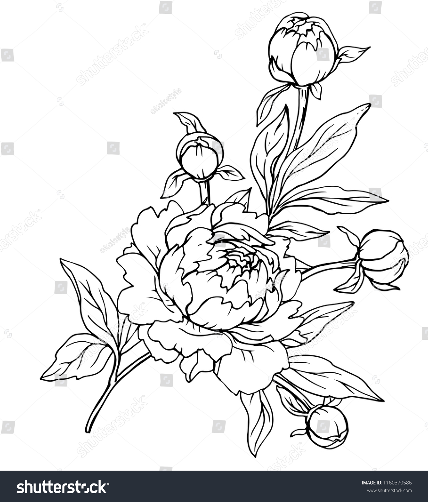 Ink Pencil Leaves Flowers Peonies Isolate Stock Vector (Royalty Free ...