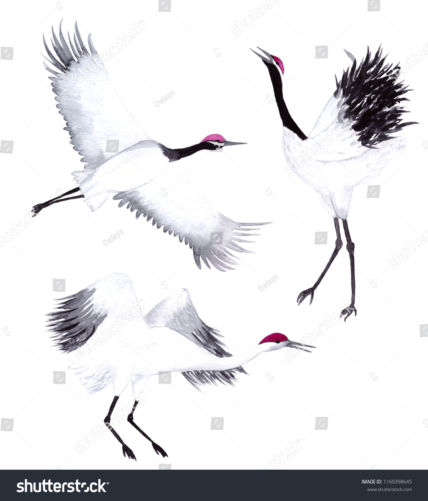 Hand Drawn Watercolor Isolated Crane Japanese Stock Illustration ...