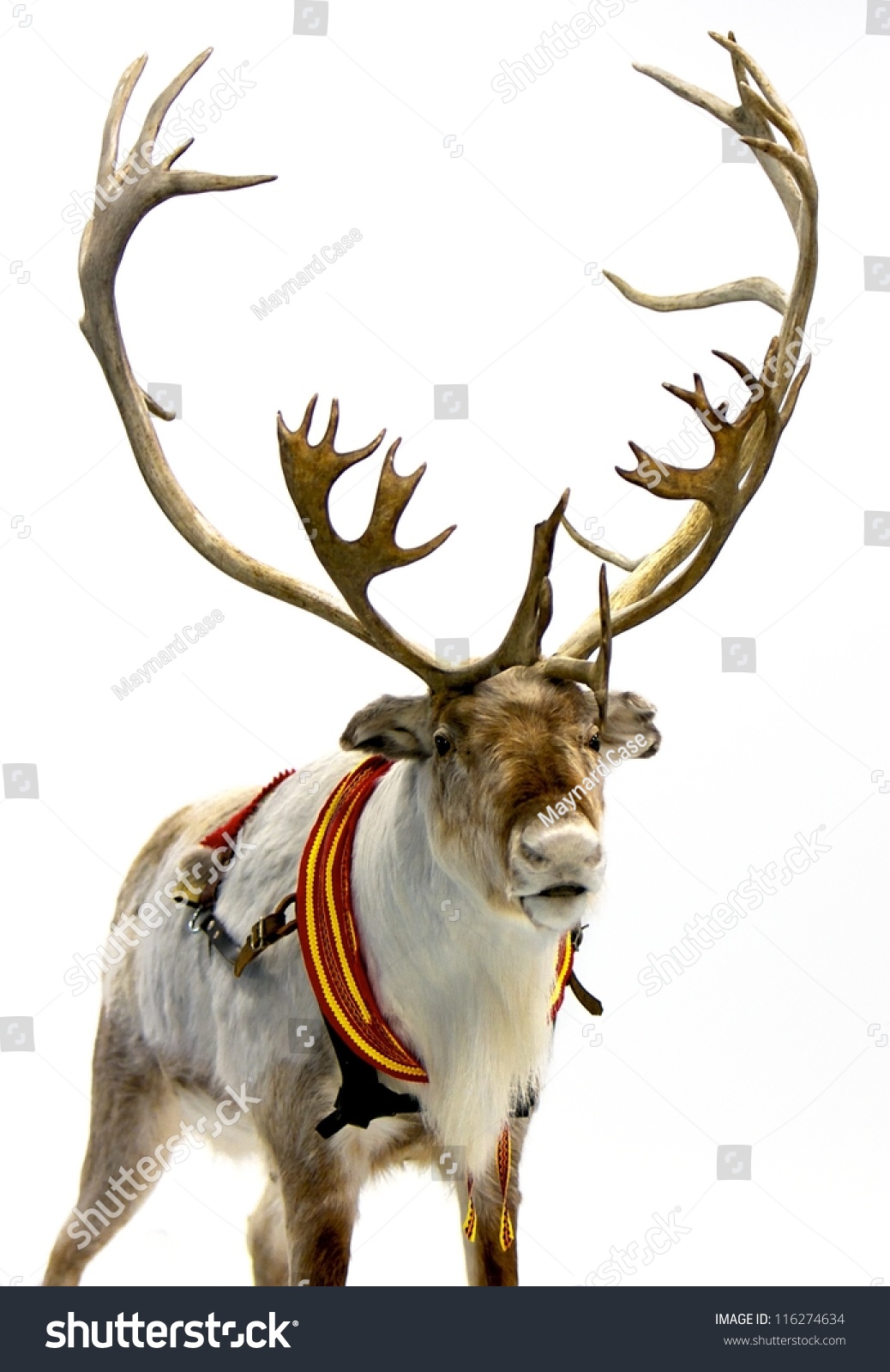 reindeer harness