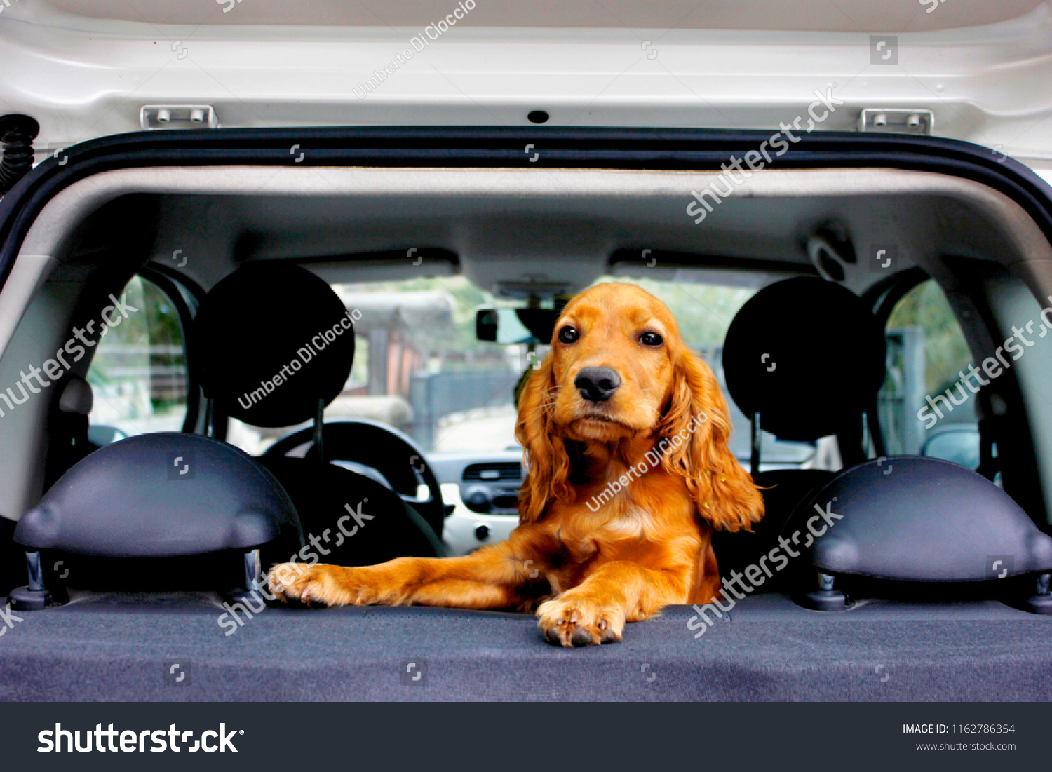 Cocker Spaniel Car Dog Stock Photo 1162786354 | Shutterstock