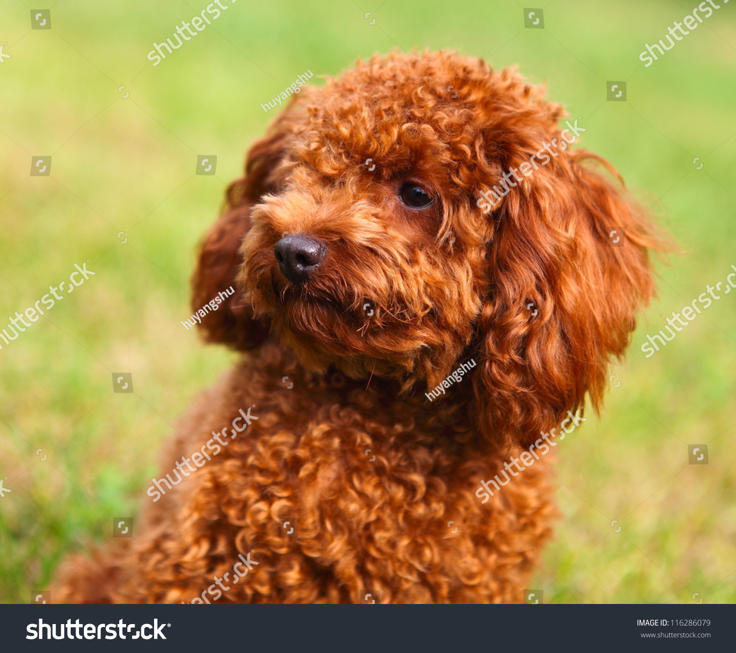 Poodle Stock Photo 116286079 | Shutterstock