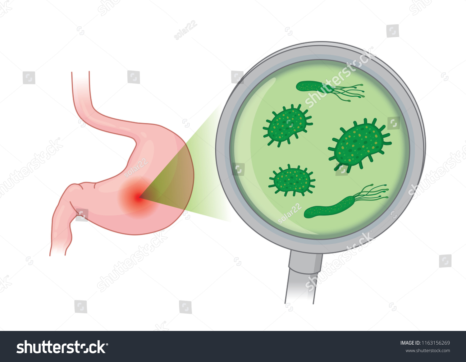 Looking Bacterial Human Stomach Magnifying Glass Stock Vector Royalty