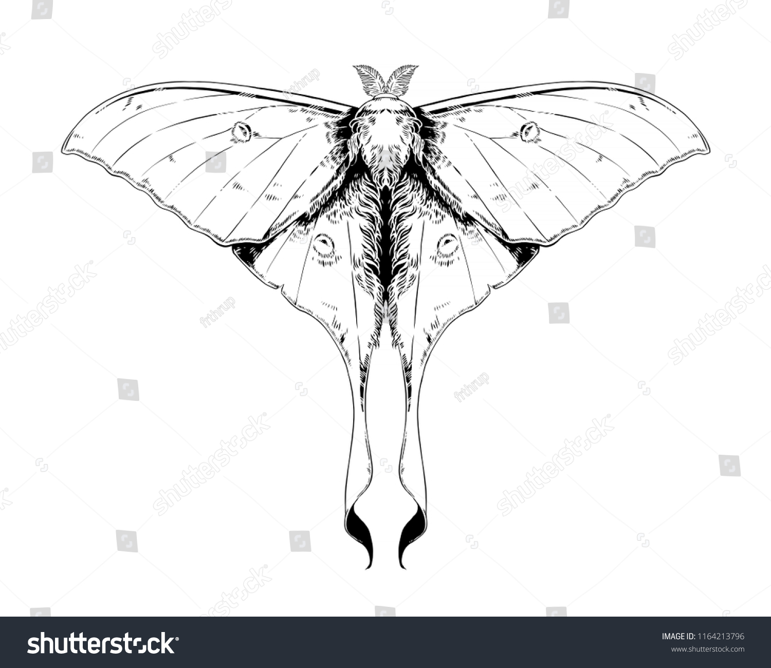 Luna Moth Графика