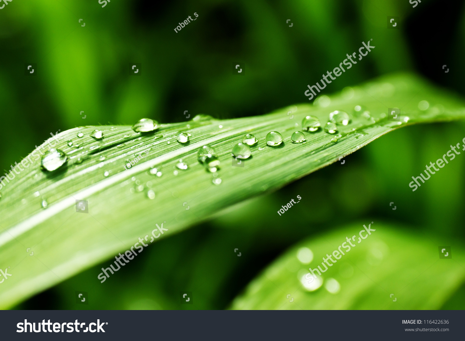 23,586 Serene Drops Images, Stock Photos & Vectors | Shutterstock