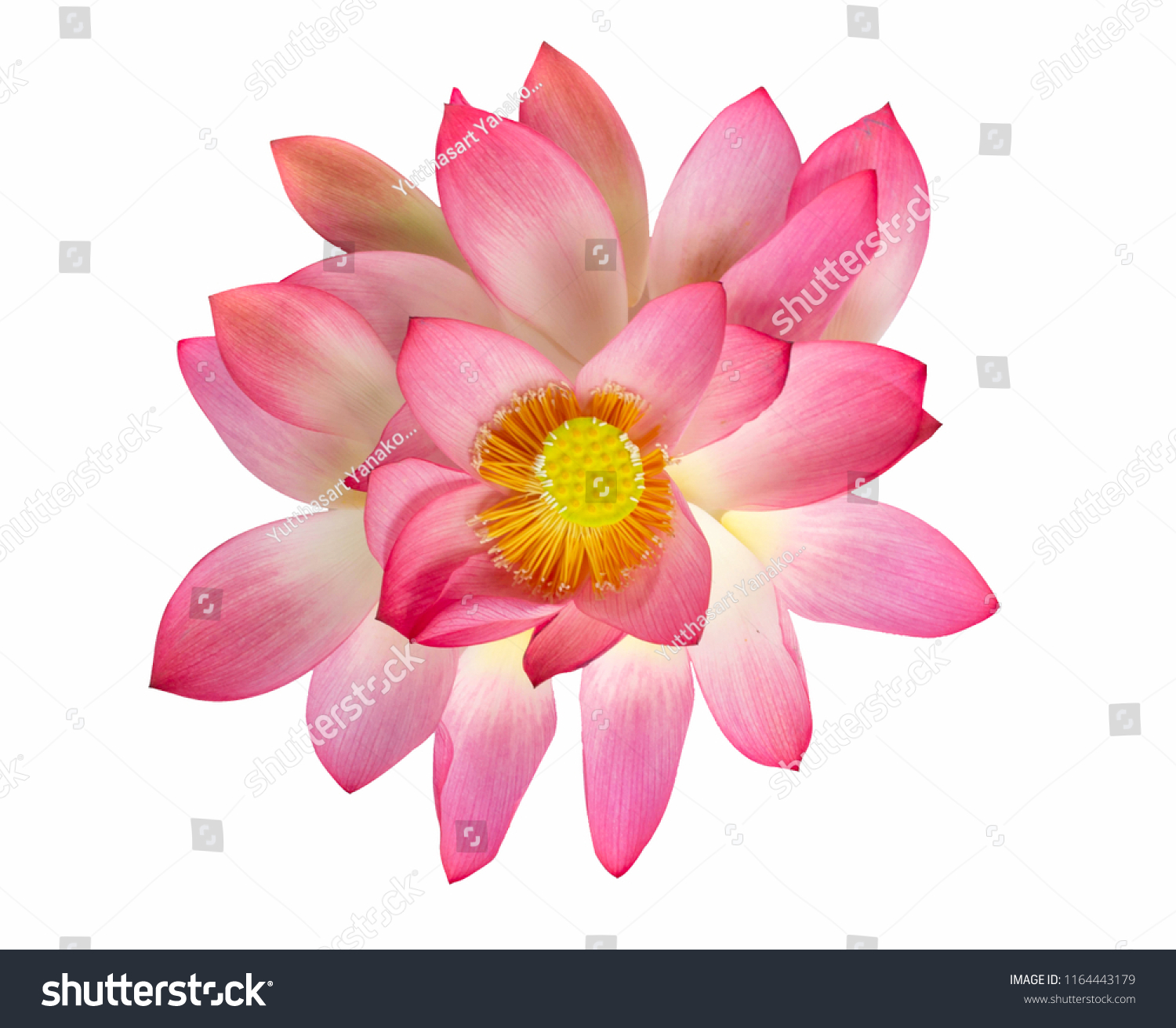 Top View Beautiful Pink Lotus Flower Stock Photo 1164443179 | Shutterstock