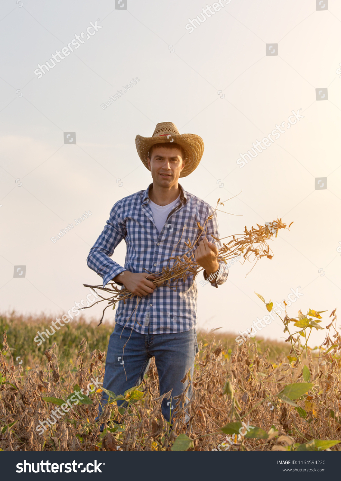 Portrait Handsome Farmer Straw Hat Holding Stock Photo 1164594220   Stock Photo Portrait Of Handsome Farmer With Straw Hat Holding Soybean Stems In Harvest Time 1164594220 