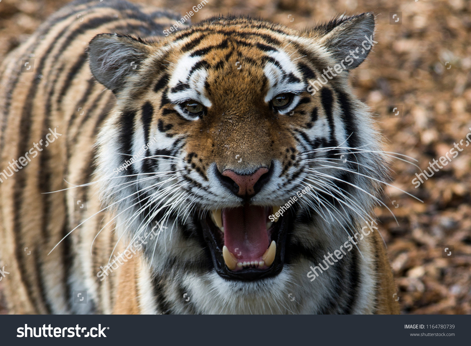 Tiger Meow Eyes Stock Photo 1164780739 | Shutterstock