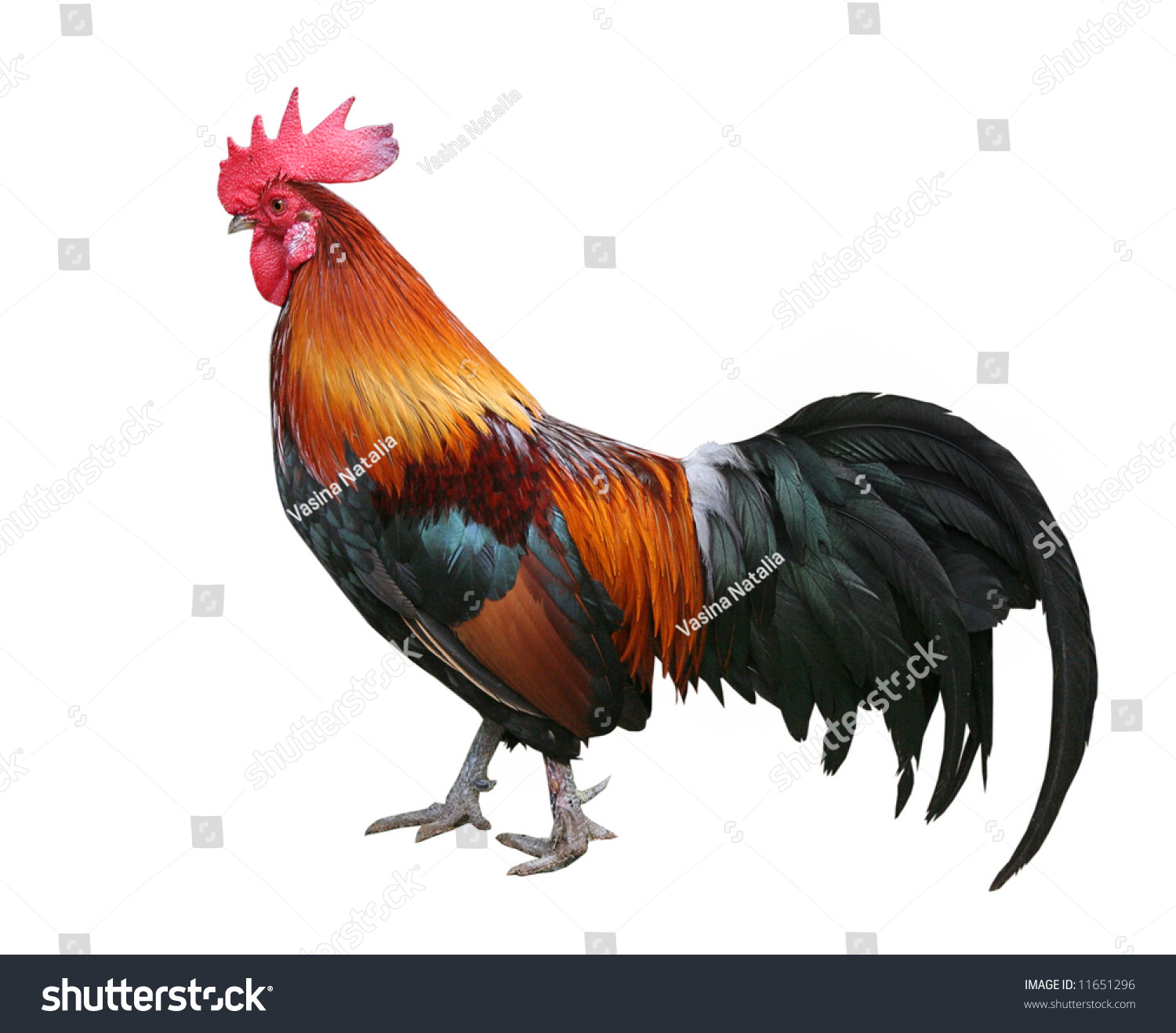 Rooster Isolated On White Background Stock Photo 11651296 