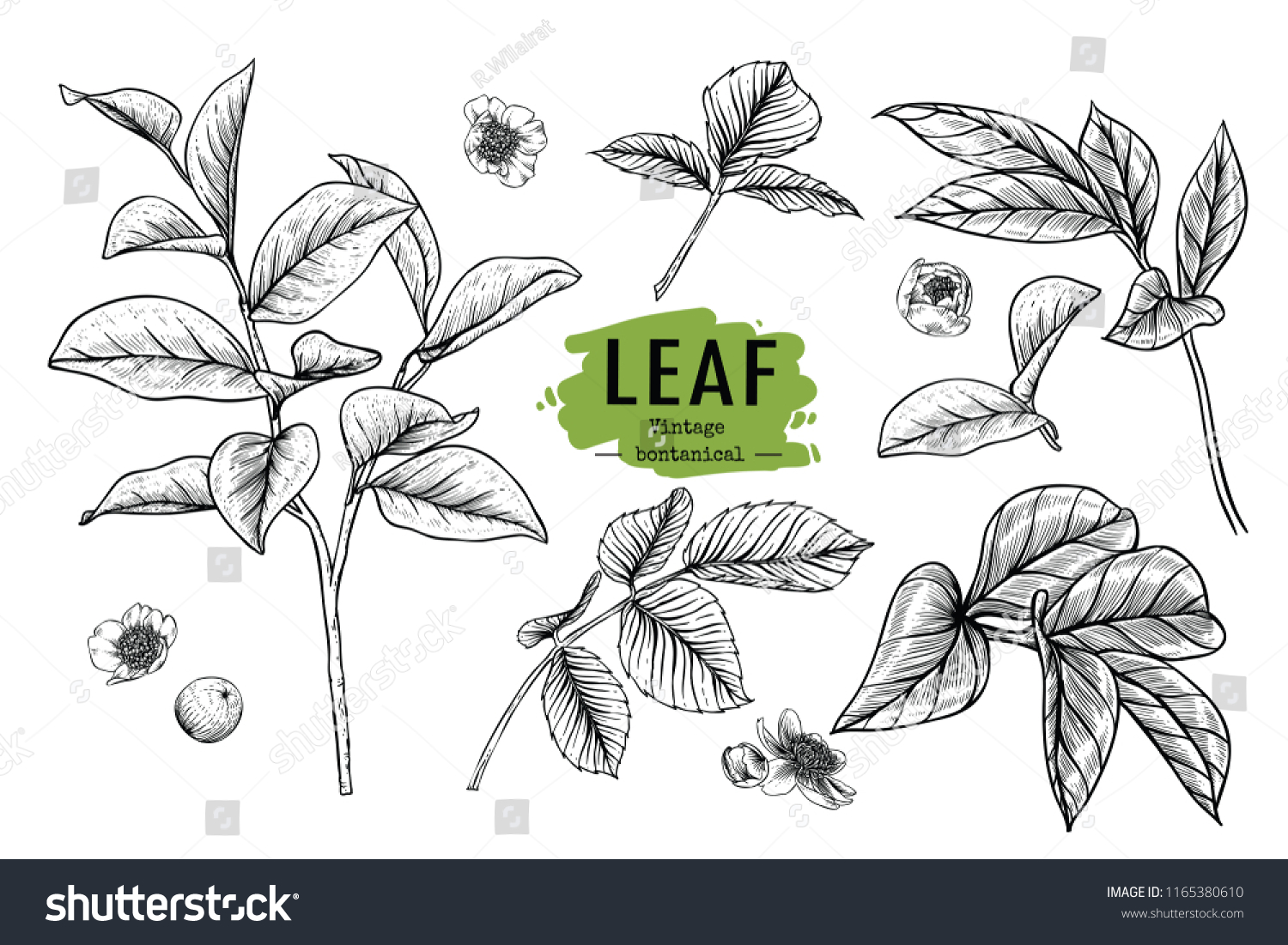 Sketch Floral Botany Collection Peony Rose Stock Vector (Royalty Free ...