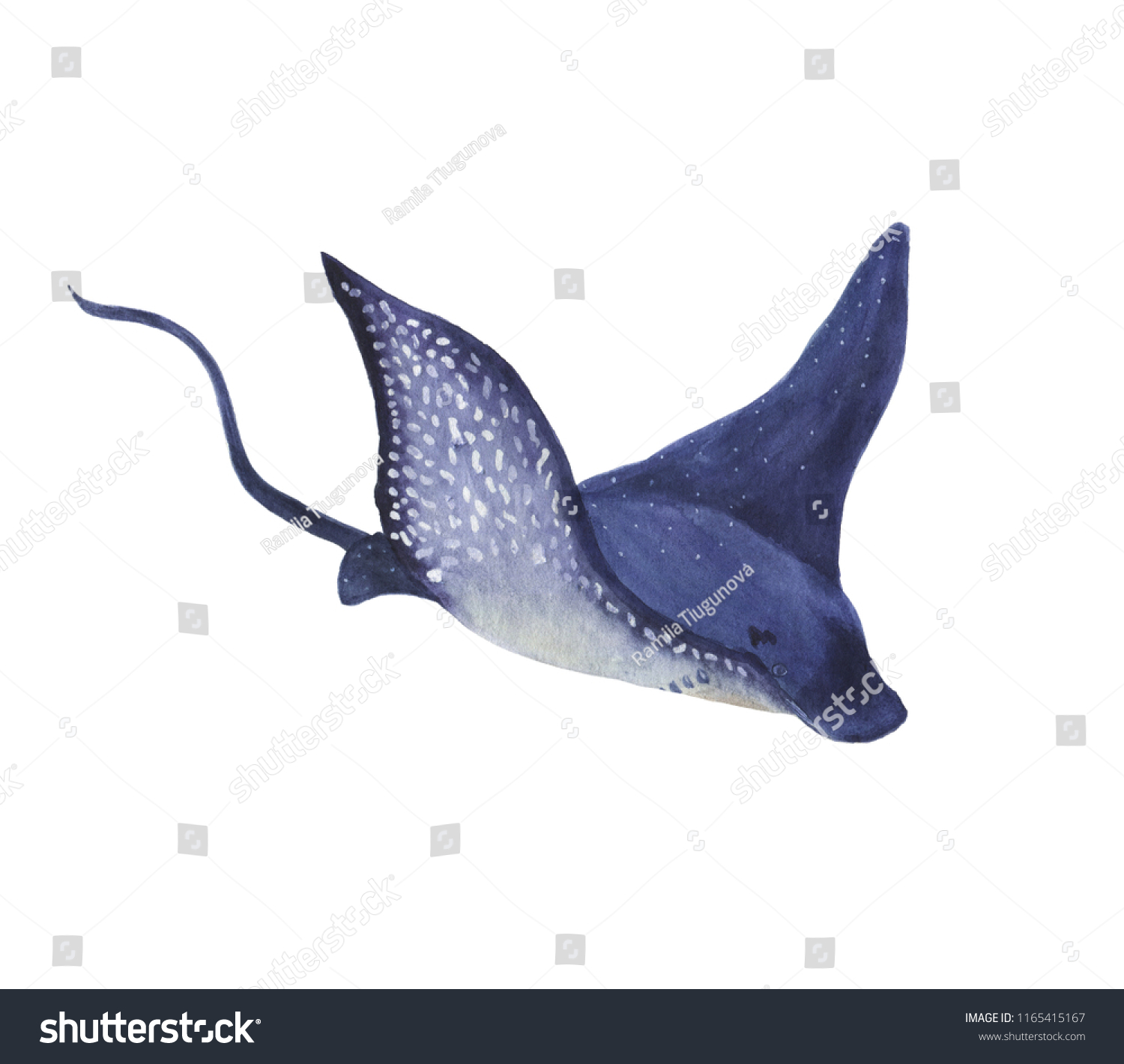 Watercolor Painting Stingray Stock Illustration 1165415167 | Shutterstock