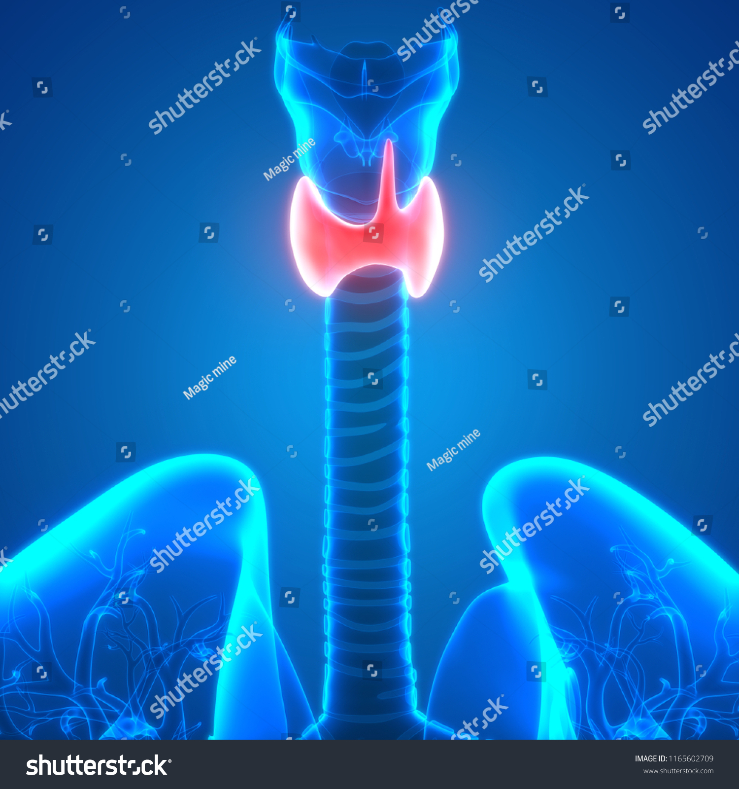 Human Body Glands Thyroid Gland Anatomy Stock Illustration 1165602709 Shutterstock