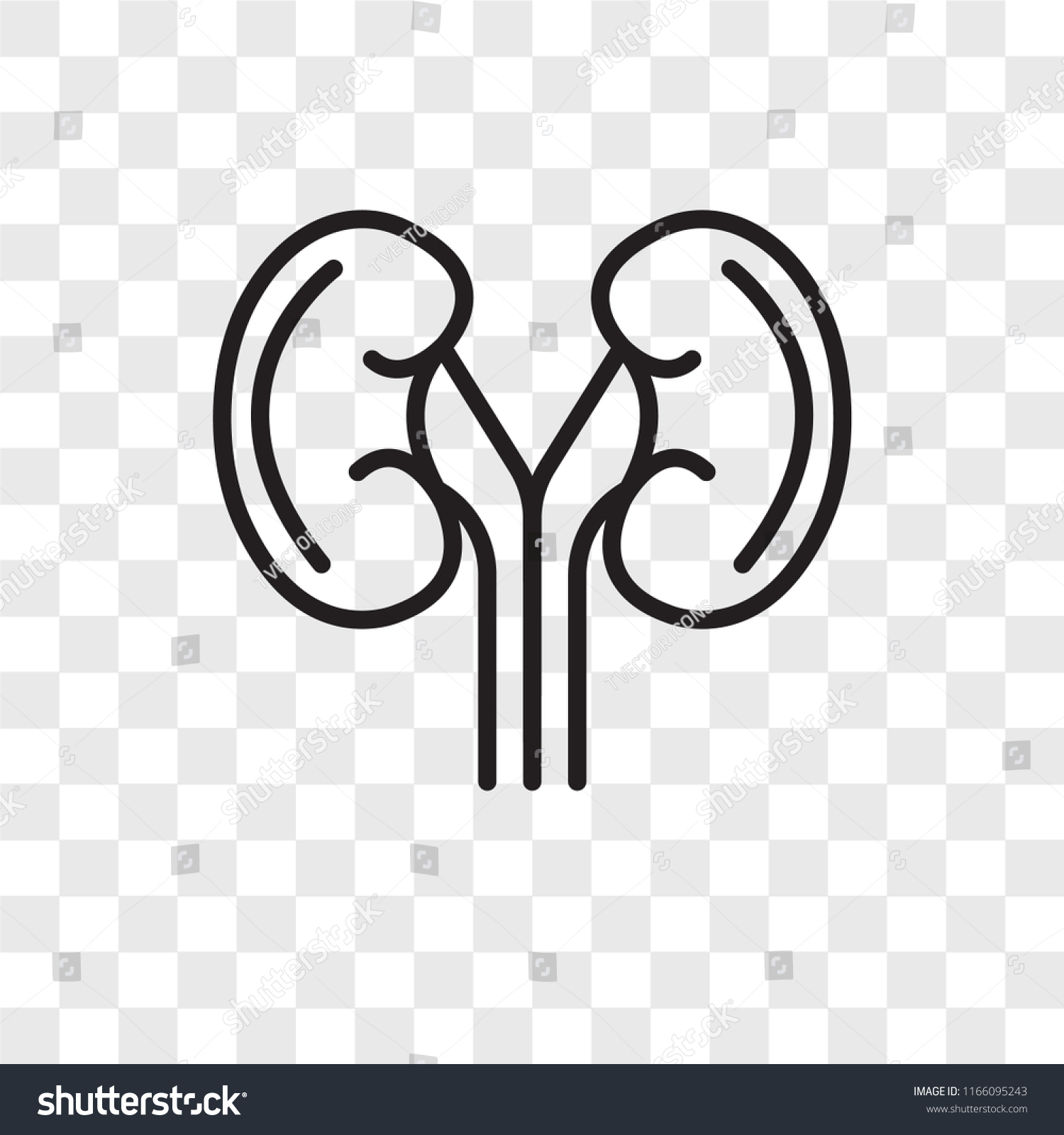 Kidney Vector Icon Isolated On Transparent Stock Vector (Royalty Free ...
