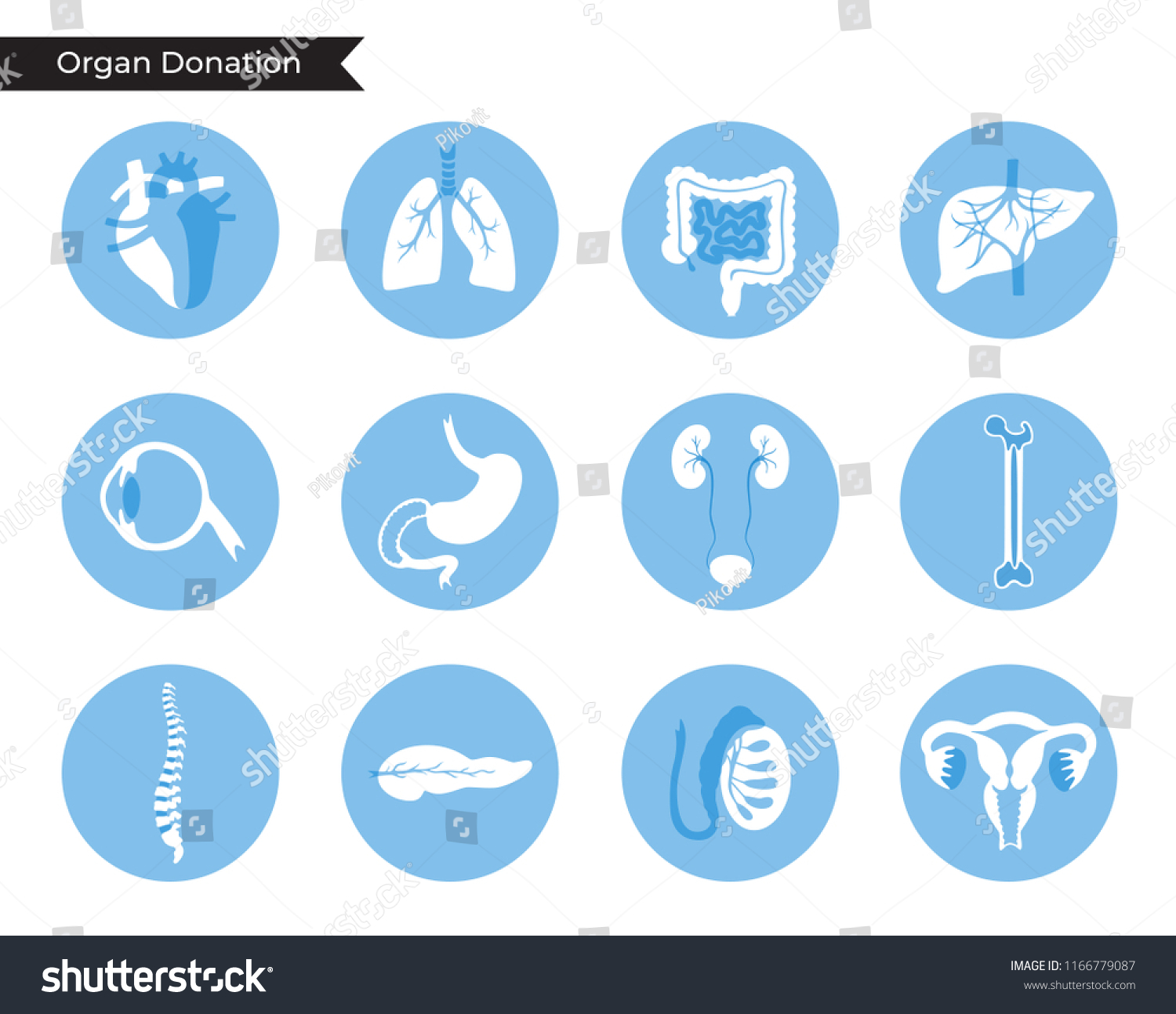 Vector Isolated Illustration Human Organs Transplantation Stock Vector Royalty Free 1166779087 1508