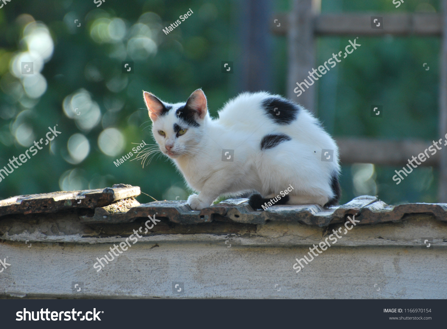 white cat with black spots and green eyes